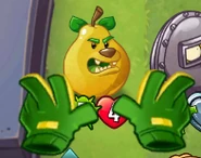 Gardening Gloves being used on Grizzly Pear