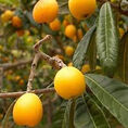 Loquats