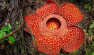 Rafflesia