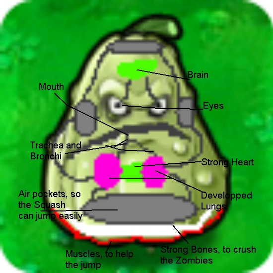 plants vs zombies 1 squash plants vs zombies 1 squash