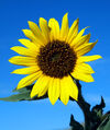 Wildsunflower.jpg