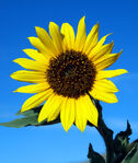 SrtaDea! — primal sunflower and peashooter