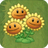 Triplet SunflowerAS