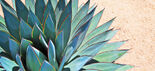 Agave(real)