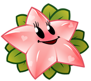 HD Angel Starfruit