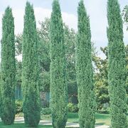 Italian-Cypress-2