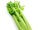 Celery Stalker