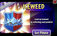 Iceweed in an advertisement (Champion Plant)