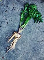 Mandrake root