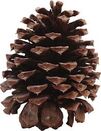 Pinecone pic