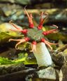 Sea anemone fungus