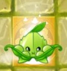 Appease-mint on a Gold Tile