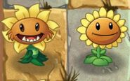 Sunflower next to her primal counterpart