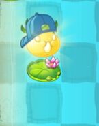 Solar Tomato on Lily Pad