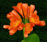 GreenTipForestLily
