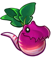 HD Veloci-Radish Packmate