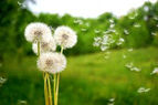 Dandelions