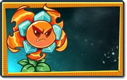 Seed Packet