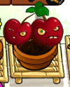 A left-facing Cherry Bomb in Zen Garden (notice the bigger head is now on the right)