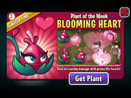 Another version of Blooming Heart featured as Plant of the Week