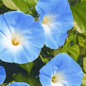 Ipomoea