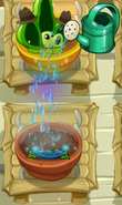 Power Vine being watered in the Zen Garden