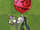 Balloon Zombie (PvZ2)