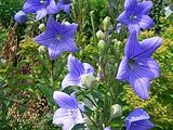 Boom Balloon Flower