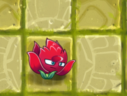 Red Stinger shooting as a defensive plant