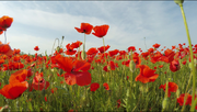 Real-life poppies