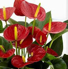 Anthuriums