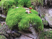 Broom-moss