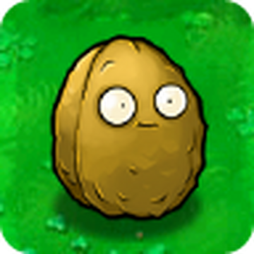 Wall nut on sale