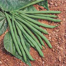 GreenBean.jpg