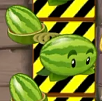 An endangered Melon-pult