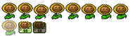 Sunflower's DS assets