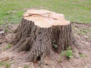 TreeStump