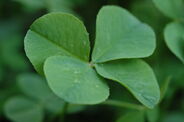 4-leaf clover