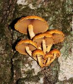 Pholiota aurivella