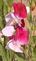 Sweet Pea-01