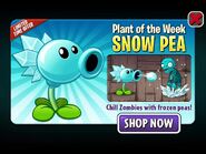 Snow Pea featured as Plant of the Week