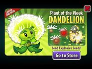 Dandelion featured as Plant Of the Week