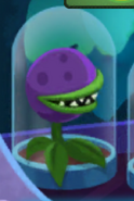 A Chomper in a jar behind the plant hero in one of Template:PvZHLink's fights (note that it does not have spikes on its head)