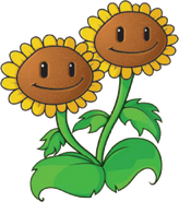 Twin Sunflower