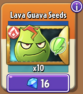 Lava Guava's seeds in the store (Special)