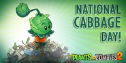 National Cabbage Day 2022