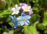 1024px-Myosotis arvensis ois