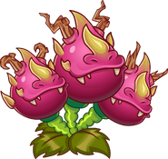 HD Dragon Bruit