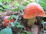 800px-Amanita parcivolvata 45933