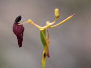 Drakaea
